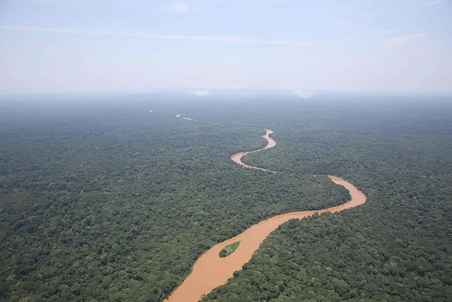 Congolian rainforests