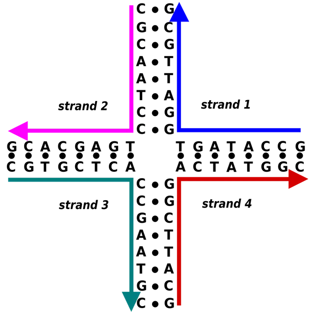 Holliday junction