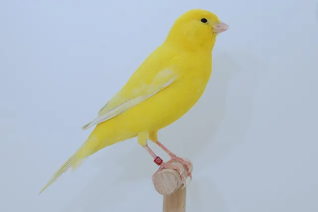 Canari