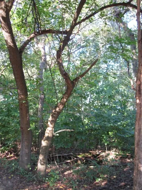 Polyculture