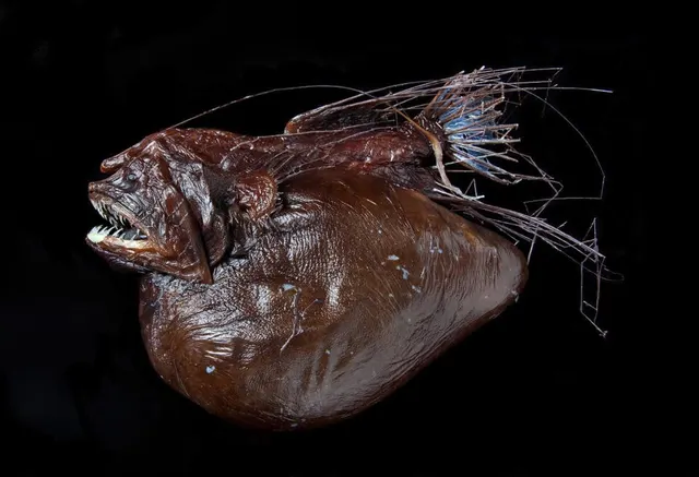 Caulophrynidae