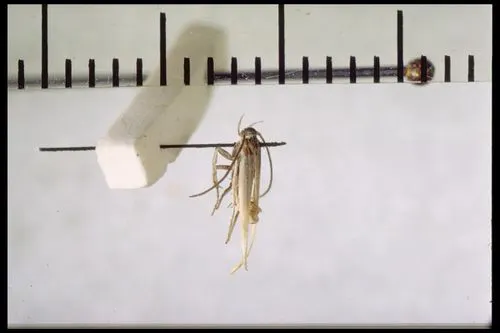 Elachista hookeri
