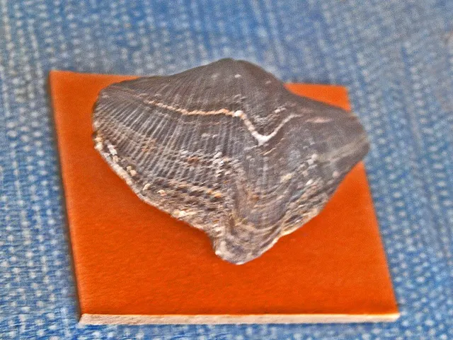 Gypospirifer