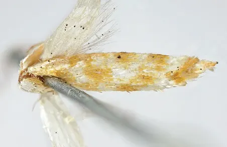 Argyresthia luteella