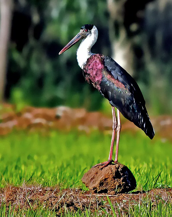 Asian woolly-necked stork