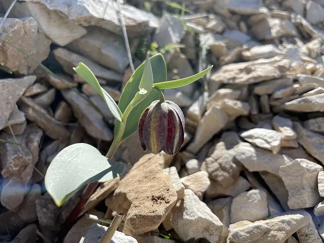Fritillaria kurdica