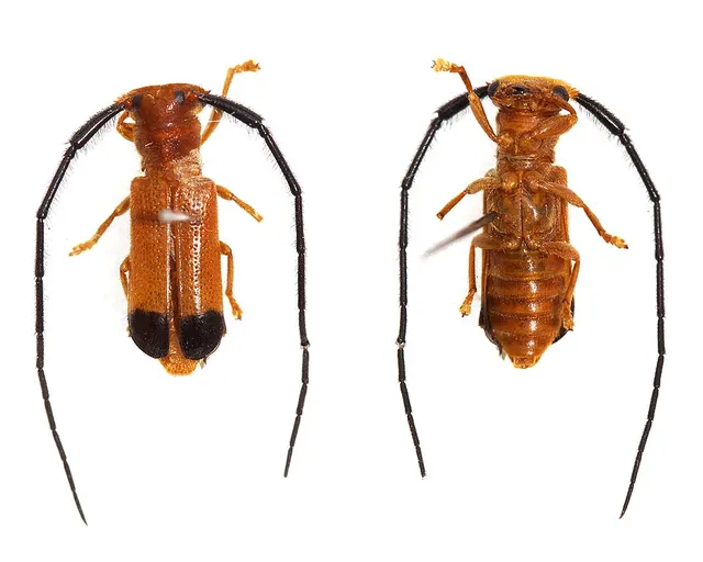 Momisis longicornis