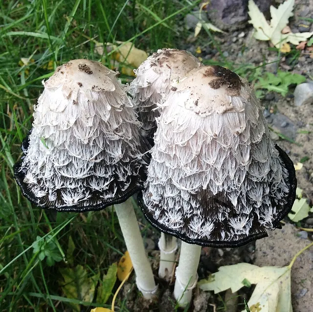 Coprin chevelu