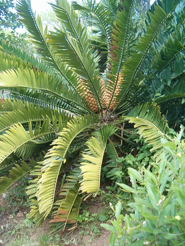 Encephalartos natalensis