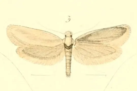 Anomalotinea cubiculella