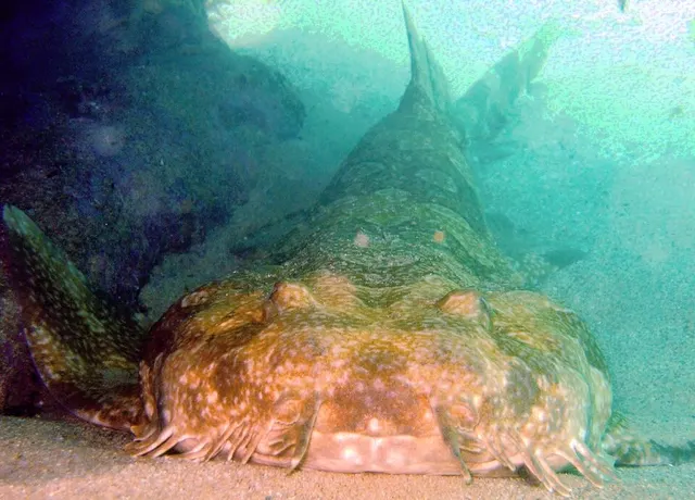 Orectolobiformes