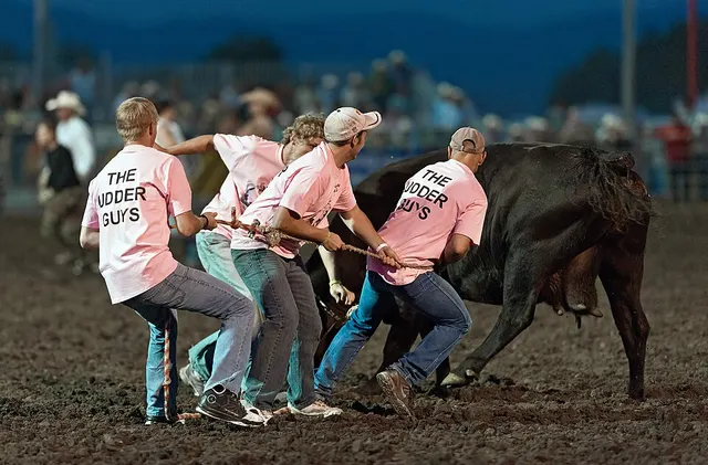 Wild cow milking