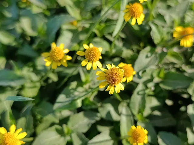 Acmella repens