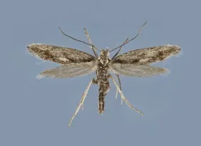 Kessleria dimorpha