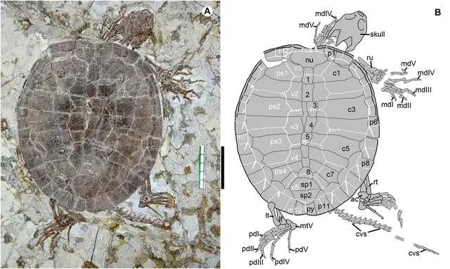 Sinemydidae