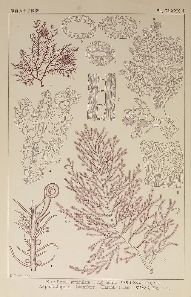 Bonnemaisonia hamifera