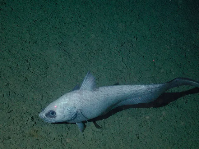 Macrourinae