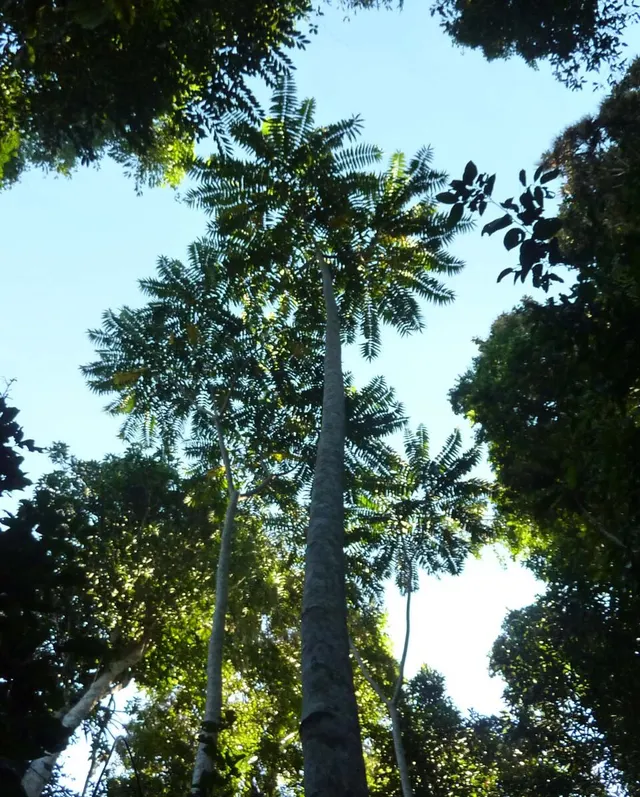 Didymocheton gaudichaudianus