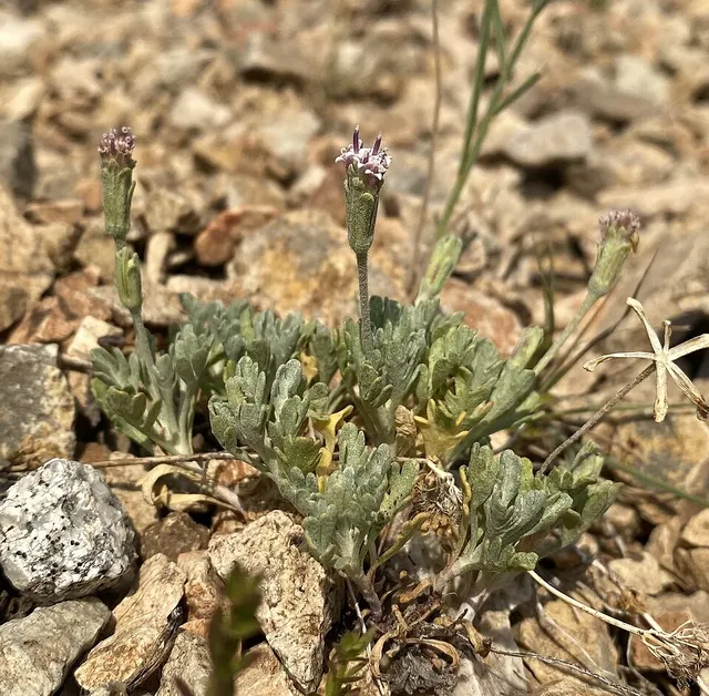 Chaenactis evermannii