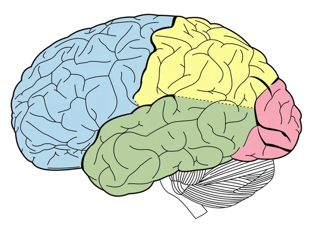 Lobe frontal