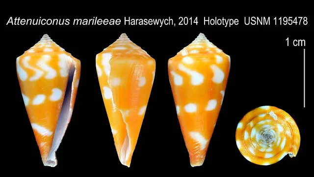 Conus marileeae