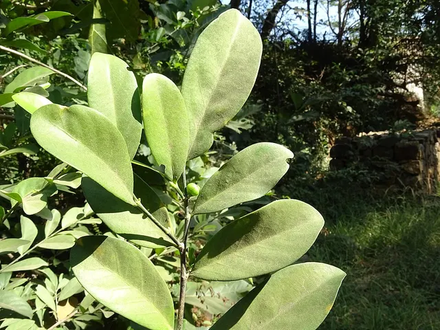 Suregada lanceolata