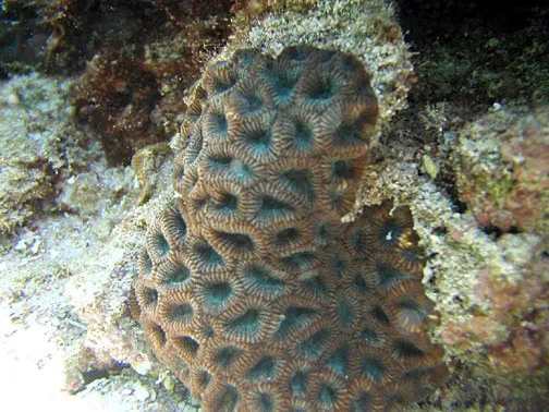Favites complanata