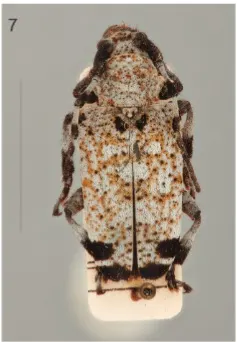 Leucographus catalai