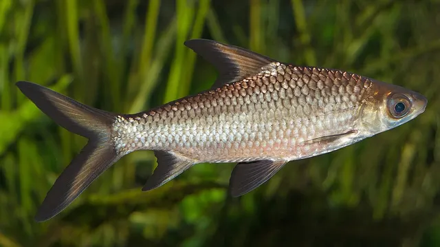 Poisson