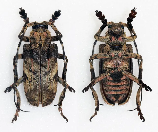 Moechotypa thoracica