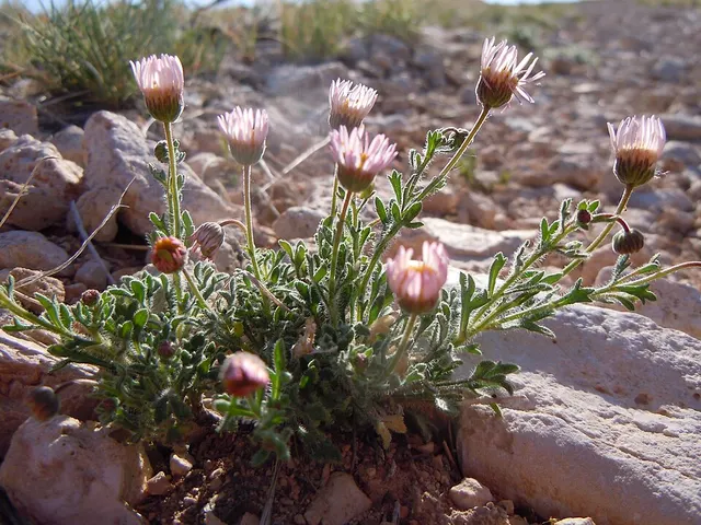 Erigeron allocotus