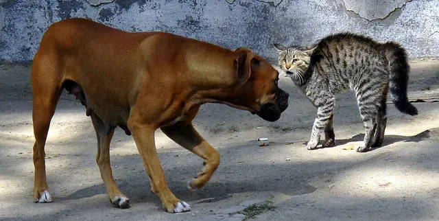 Fight-or-flight response