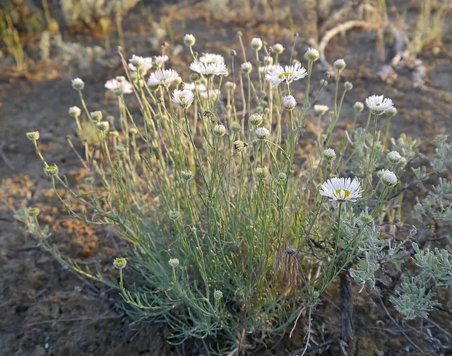 Erigeron filifolius