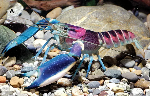 Cherax pulcher