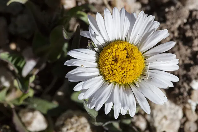 Erigeron melanocephalus