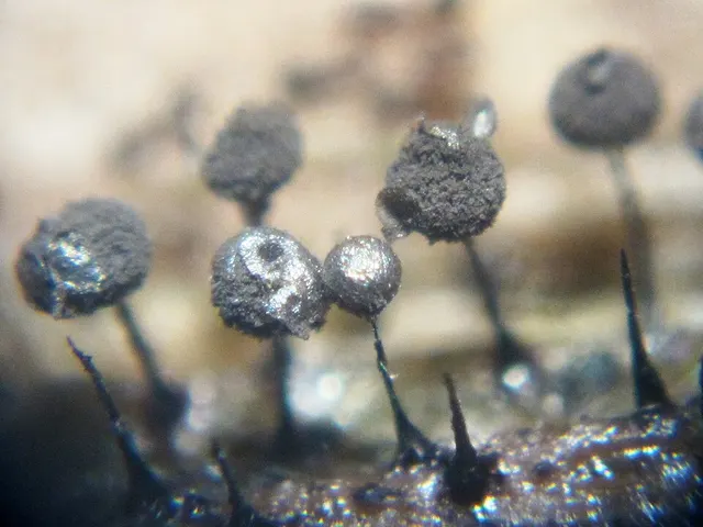 Lamproderma