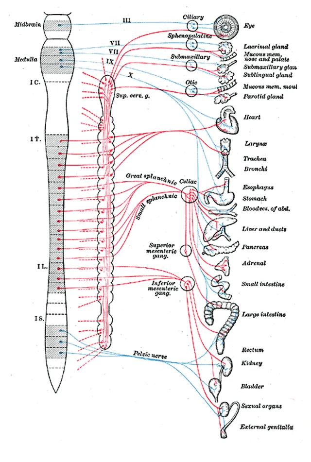 Preganglionic nerve fibers