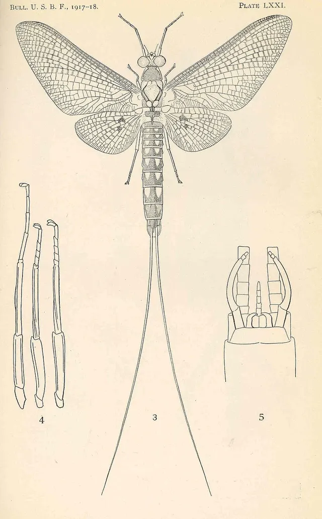 Hexagenia bilineata