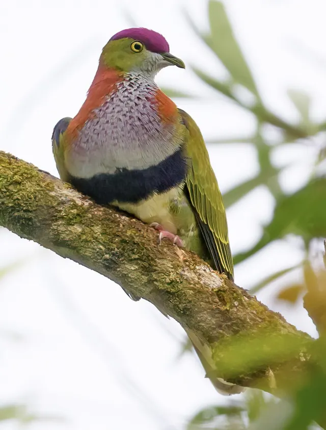 Ptilinopus