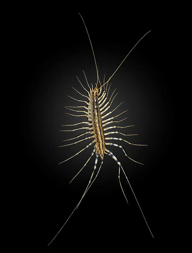 Scutigera coleoptrata