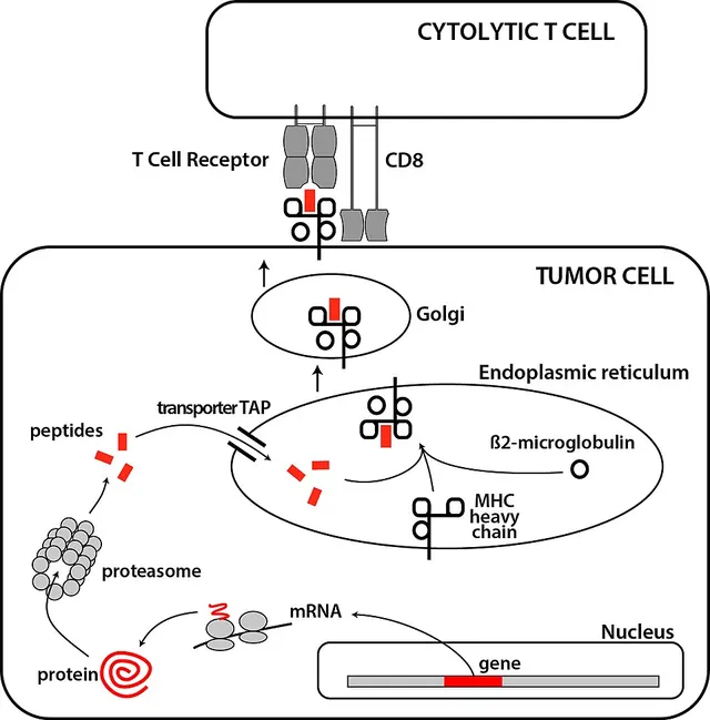 Tumor antigens recognized by T lymphocytes
