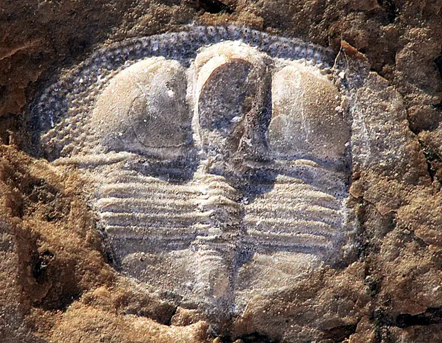Trinucleidae
