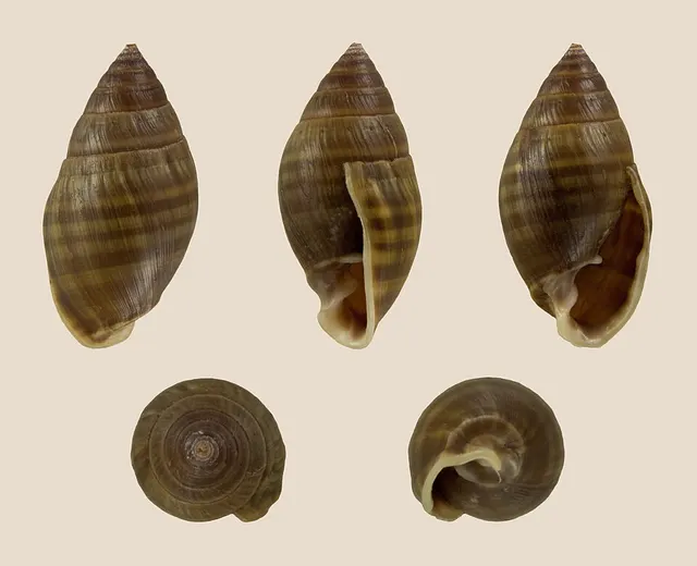 Pleuroloba
