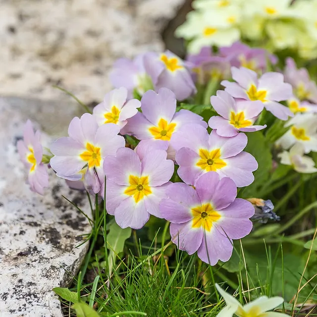 Primulaceae