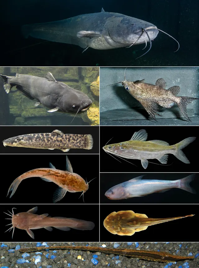 Catfish