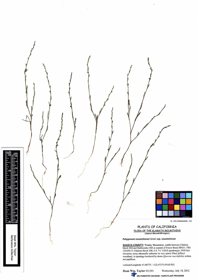 Polygonum sawatchense