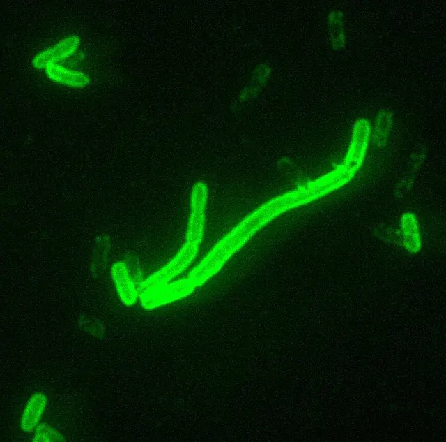 Plague