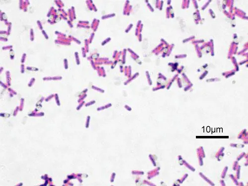 Bacillus