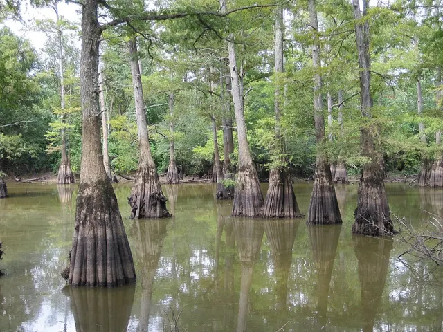 Hatchie National Wildlife Refuge