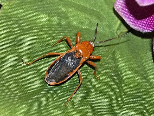 Glymmatophora